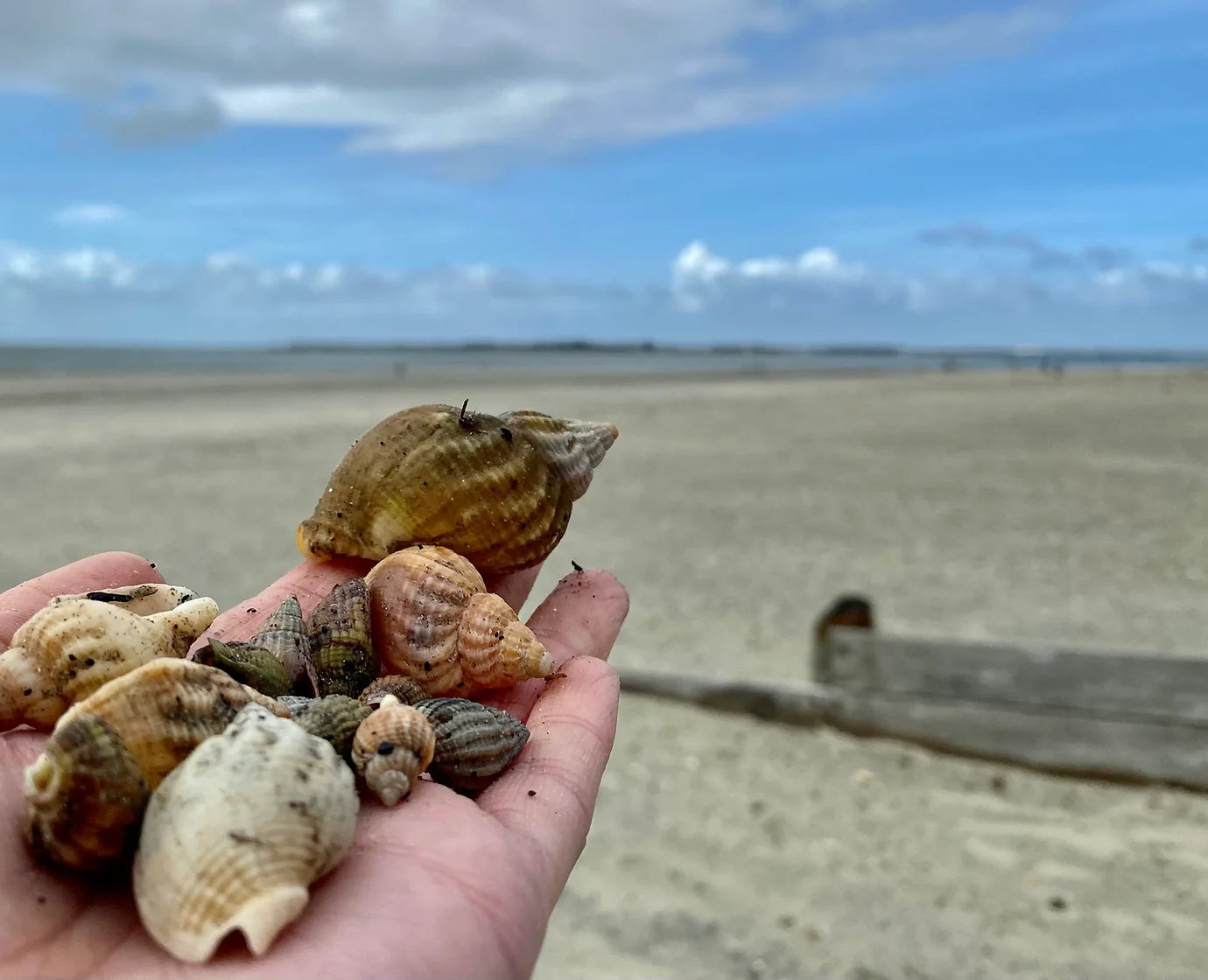 West Wittering pendant. West Wittering charm. West Wittering necklace. West Wittering shell jewellery. Silver shell jewellery. Gold shell jewellery. Those Happy Places. Serena Ansell Jewellery.